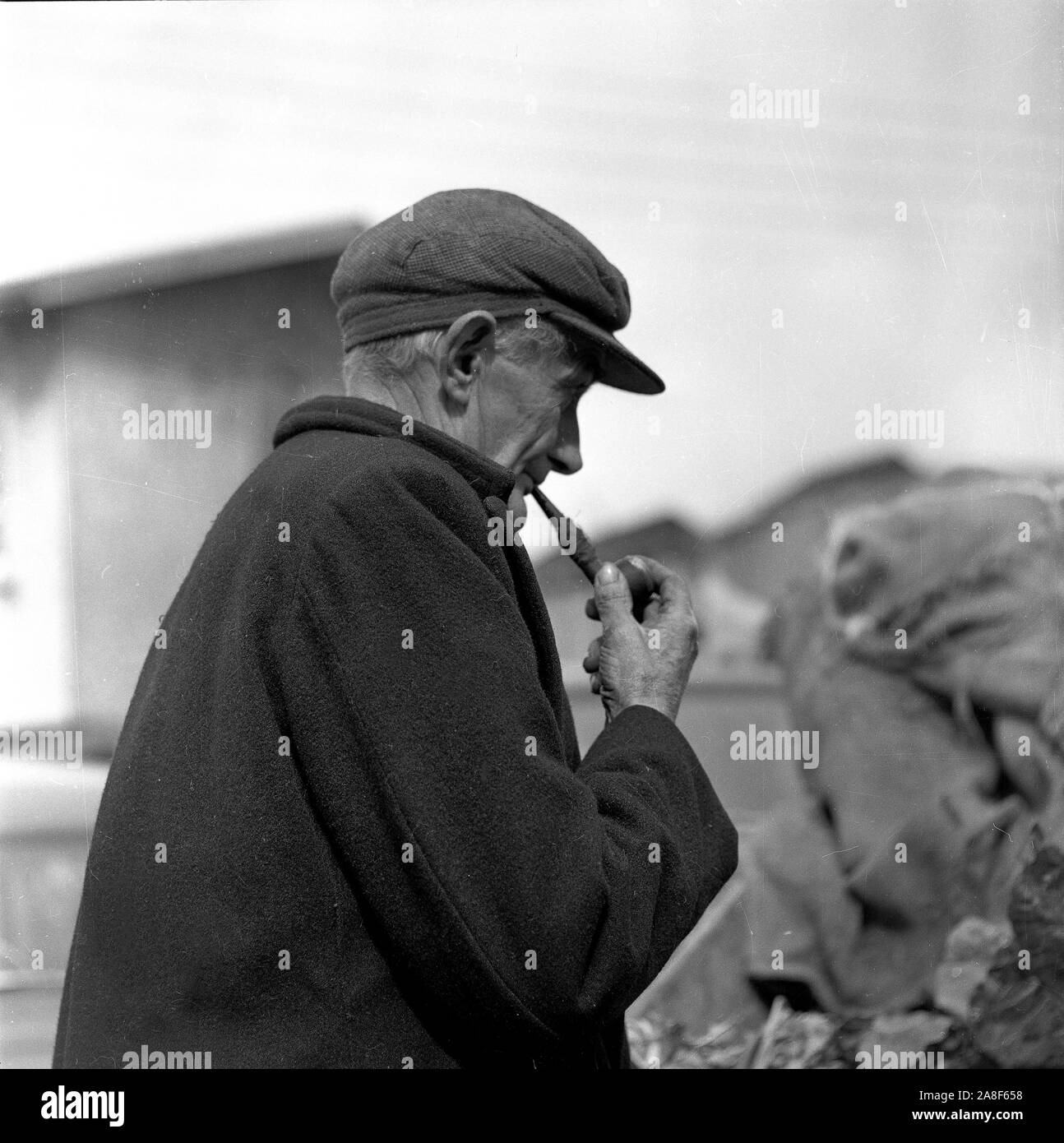Old dock worker smoking pipe at Prince of Wales Docks, Workington, Cumbria, Uk 1958 Stock Photo