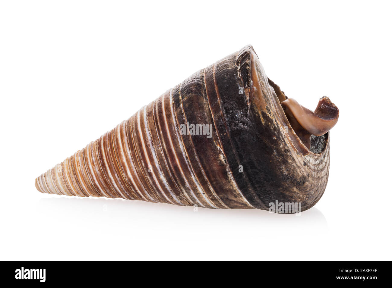 https://c8.alamy.com/comp/2A8F7EF/cone-shaped-seashell-isolated-on-white-background-photo-taken-by-stacking-method-brown-sea-souvenir-2A8F7EF.jpg