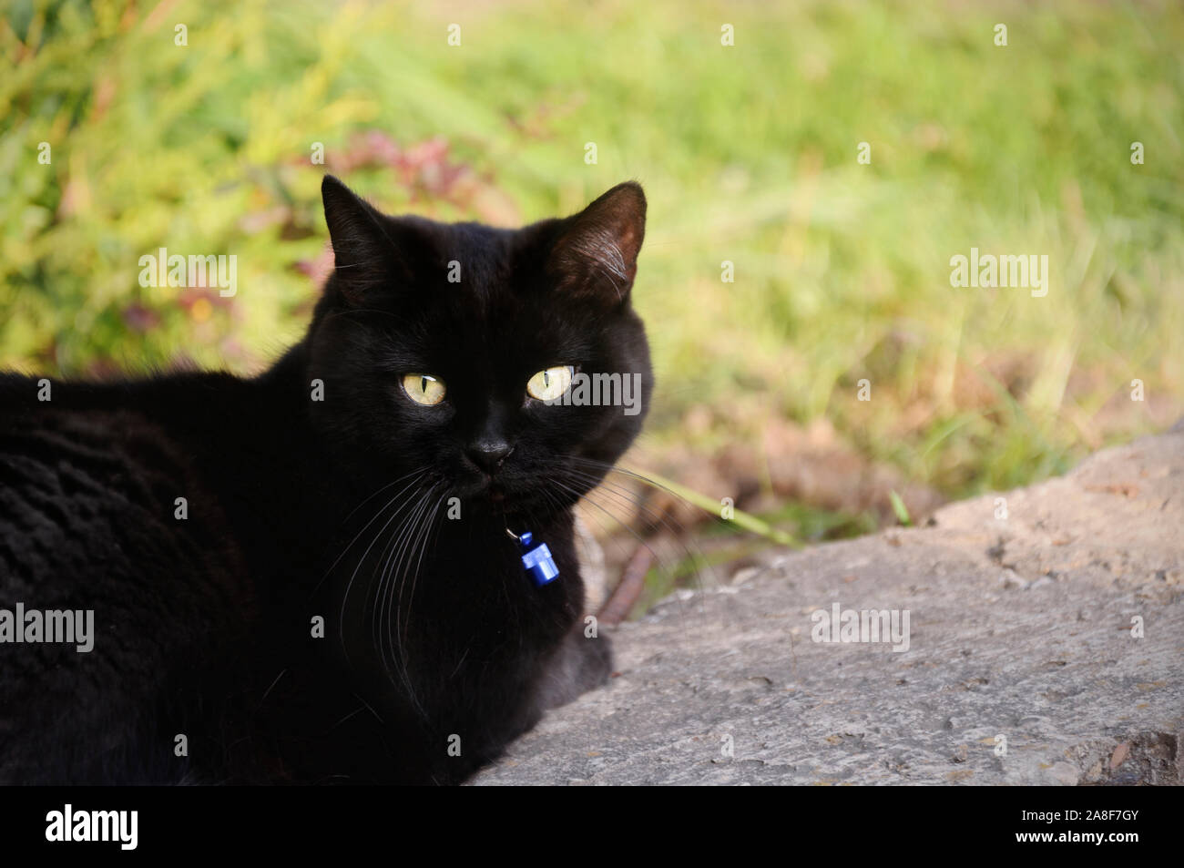 Black cat walking in garden on blurred background of nature Stock Photo ...