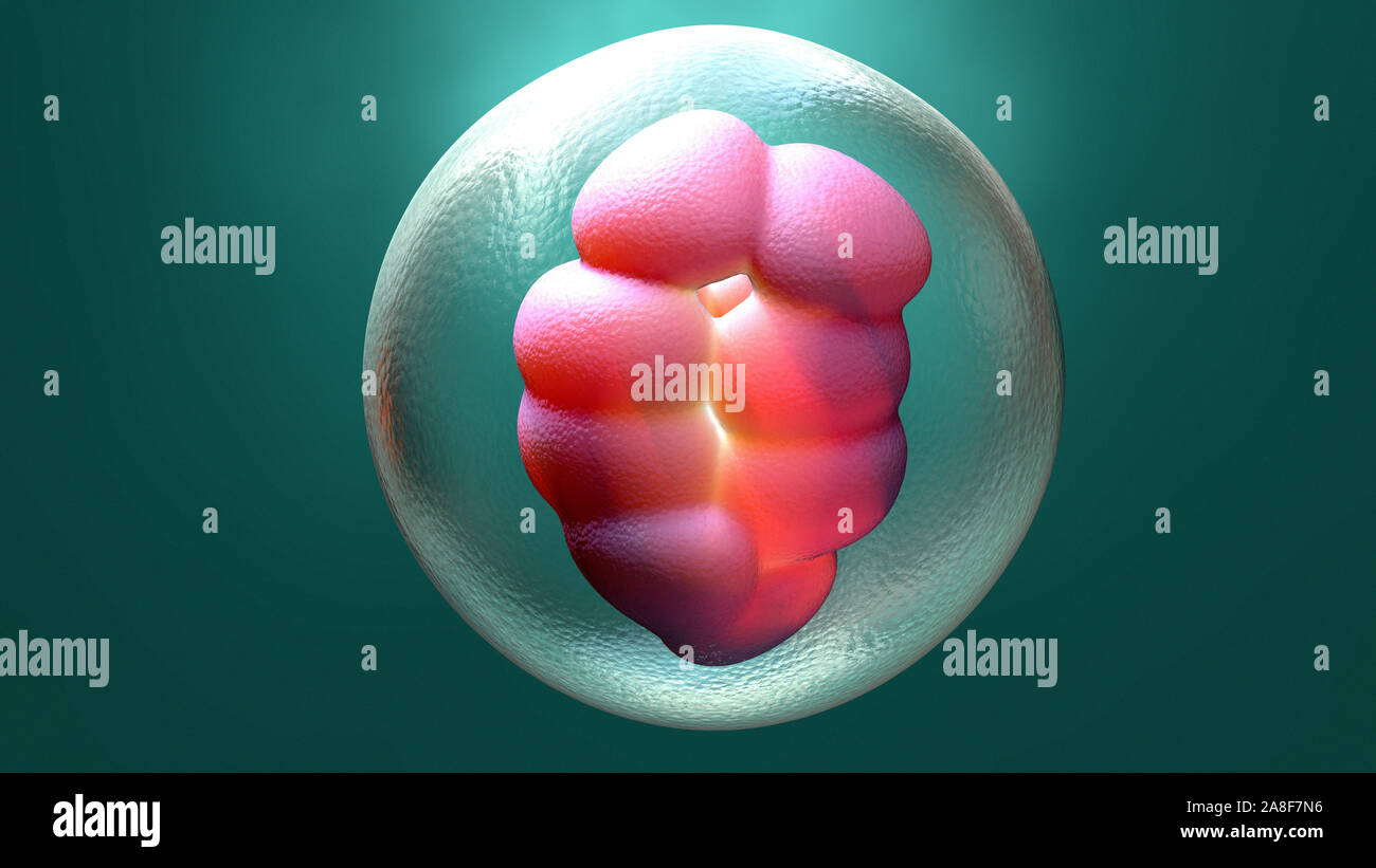 2ab Embryo Dividing embryo hi-res stock photography and images - Alamy