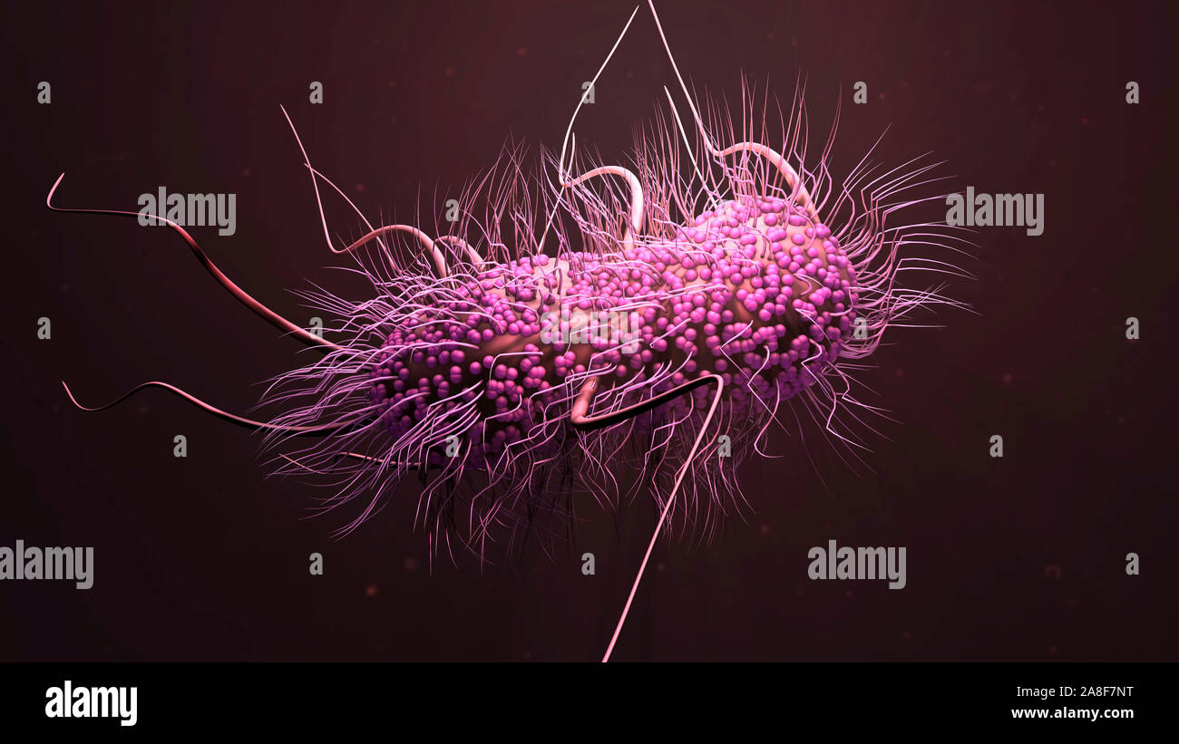 Ecoli bacterium, illustration Stock Photo Alamy
