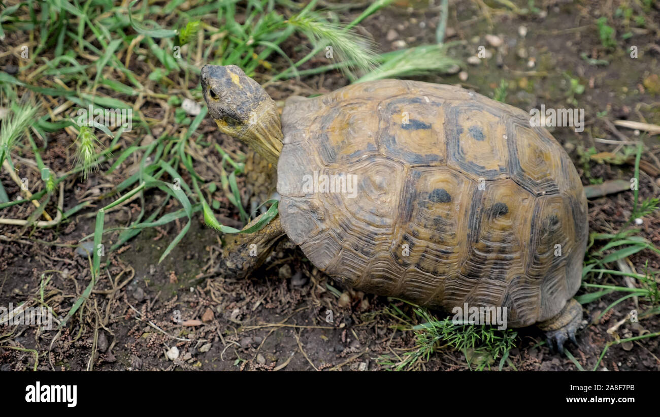 Turle Back View Turtle shell top view hi-res stock photography and images - Alamy