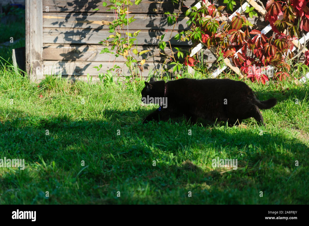 Black cat walking in garden on background of country house Stock Photo ...