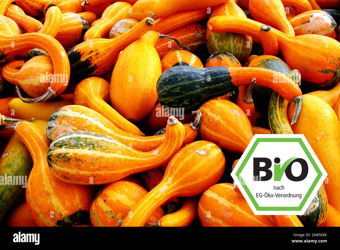Kürbisernte, Kürbis, Zierkürbis, Bio, Bio-Siegel, Stock Photo