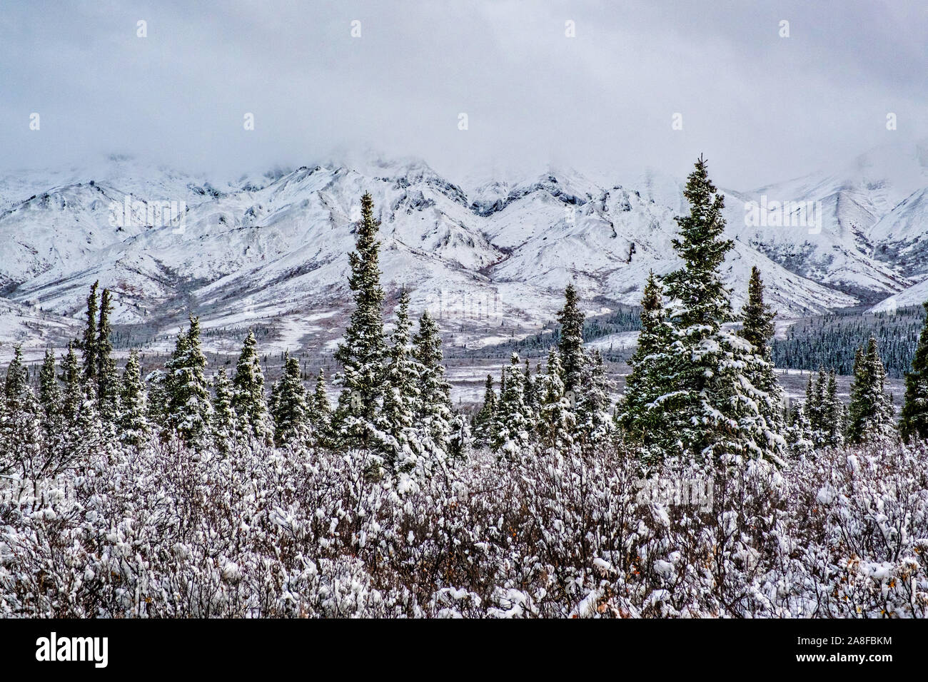 Snow falls on the higher elevations of the boreal forests and Alaskan