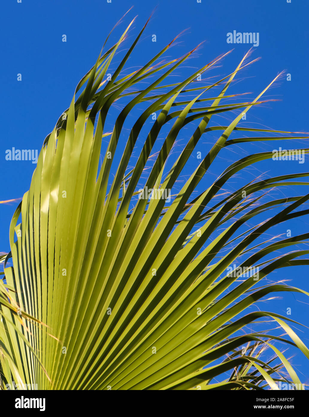 Palm leaf on blue sky background Stock Photo - Alamy