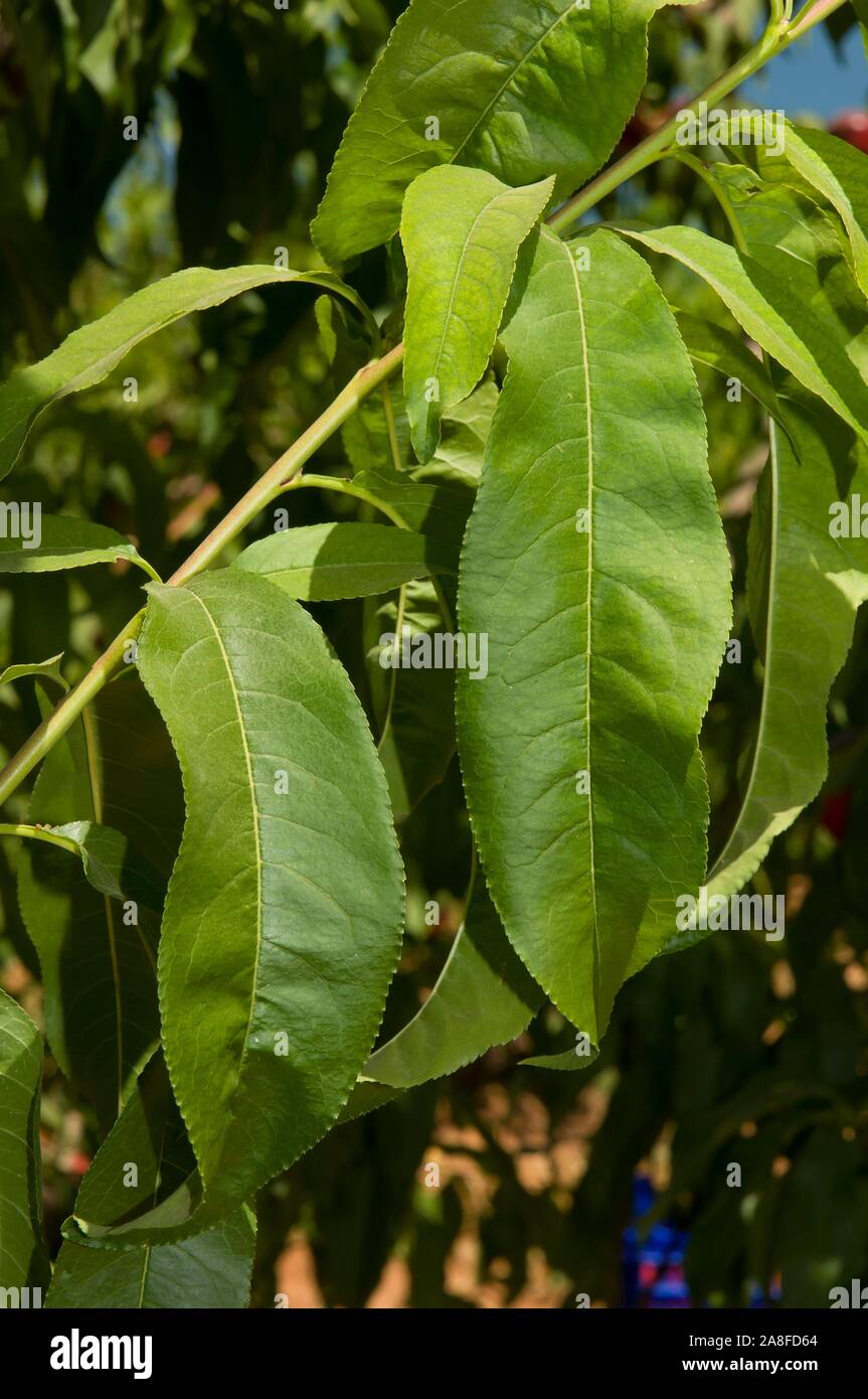 Peach tree, Leaves, Brenes, Seville province, Region of Andalusia, Spain, Europe. Stock Photo