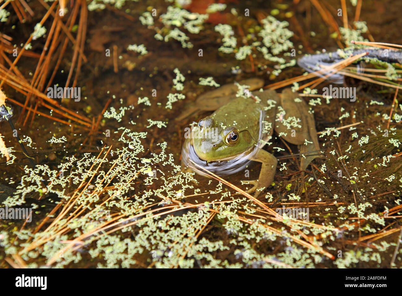 North American bullfrog (Rana catesbeiana) sitting in a shallow freshwater pond amid algae with head protruding and body visible beneath the water Stock Photo