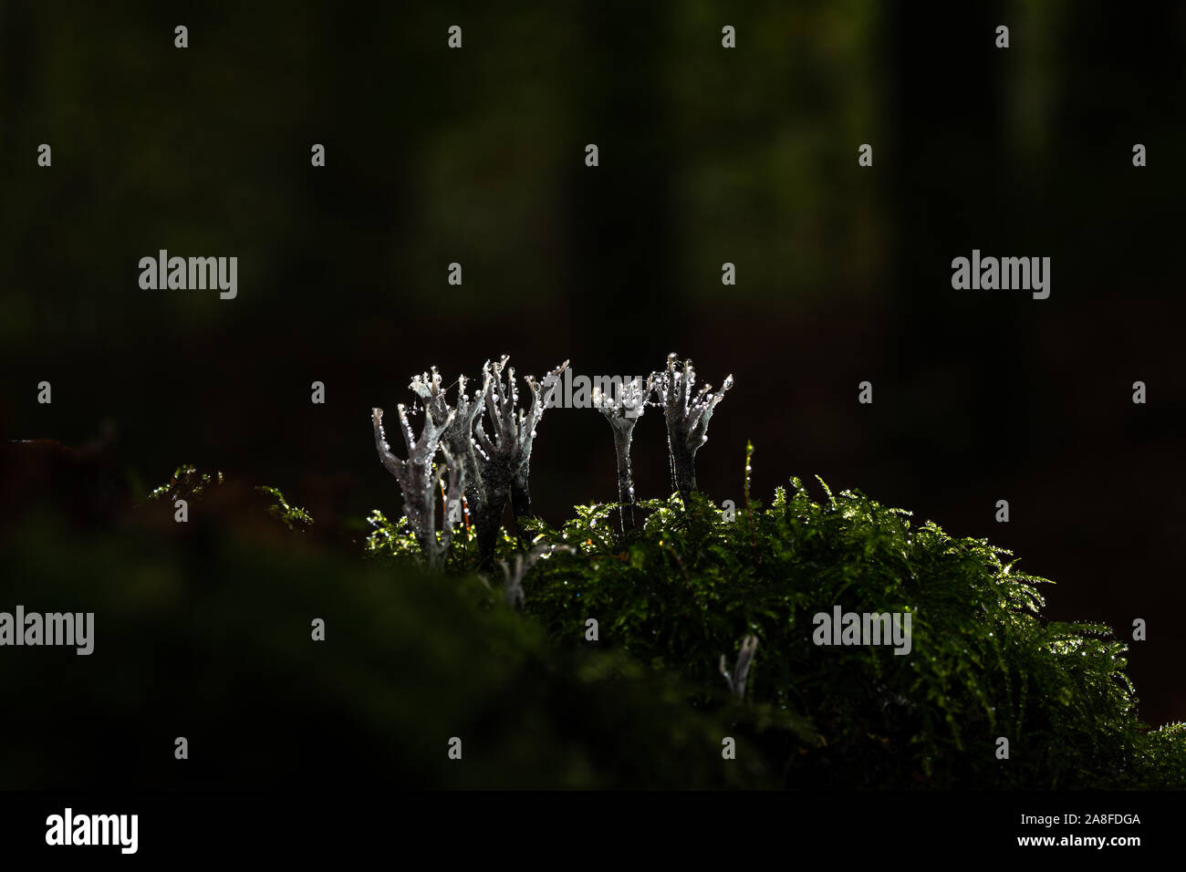 This white or greyish fungus is usually between 2 and 5 cm high, and soon becomes flattened and antler like in appearance, the upper branches powdered Stock Photo