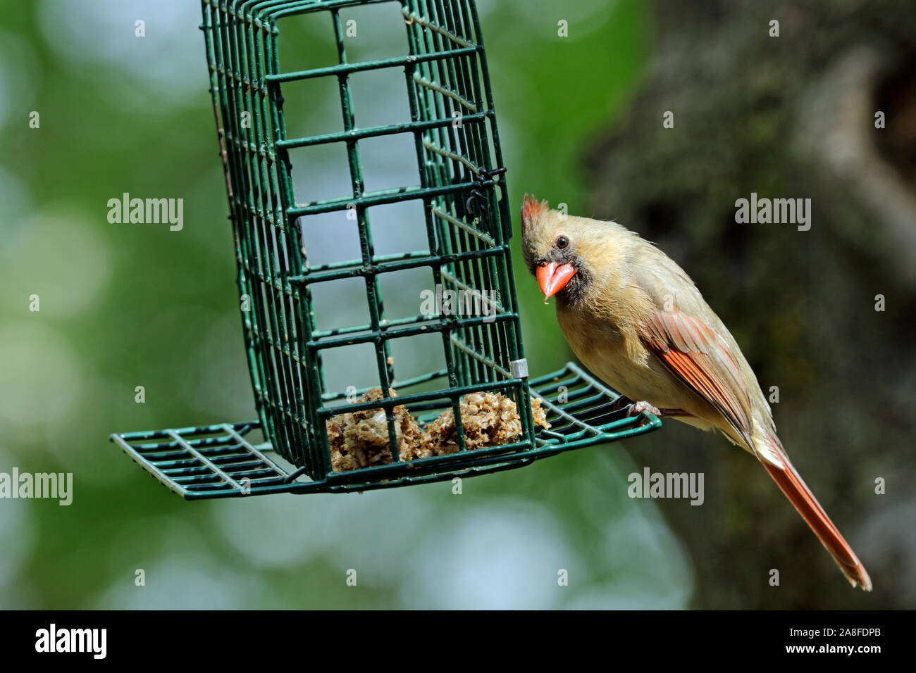 A female Northern cardinal (Cardinalis cardinalis) eating tidbits of a dried mealworm cake at a backyard bird feeder in Spring Stock Photo
