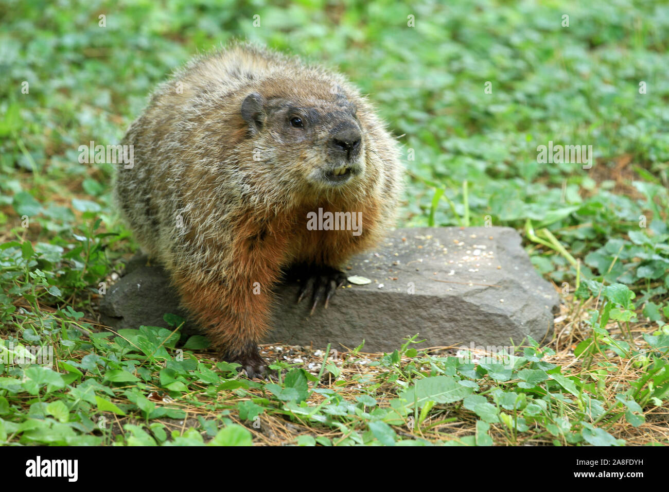 Woodchuck massachusetts hires stock photography and images Alamy