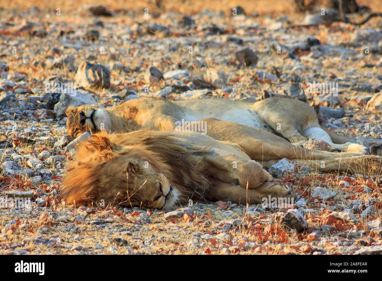 Male and female lion sleeping side by side in Etosha National Park in Namibia, Africa Stock Photo