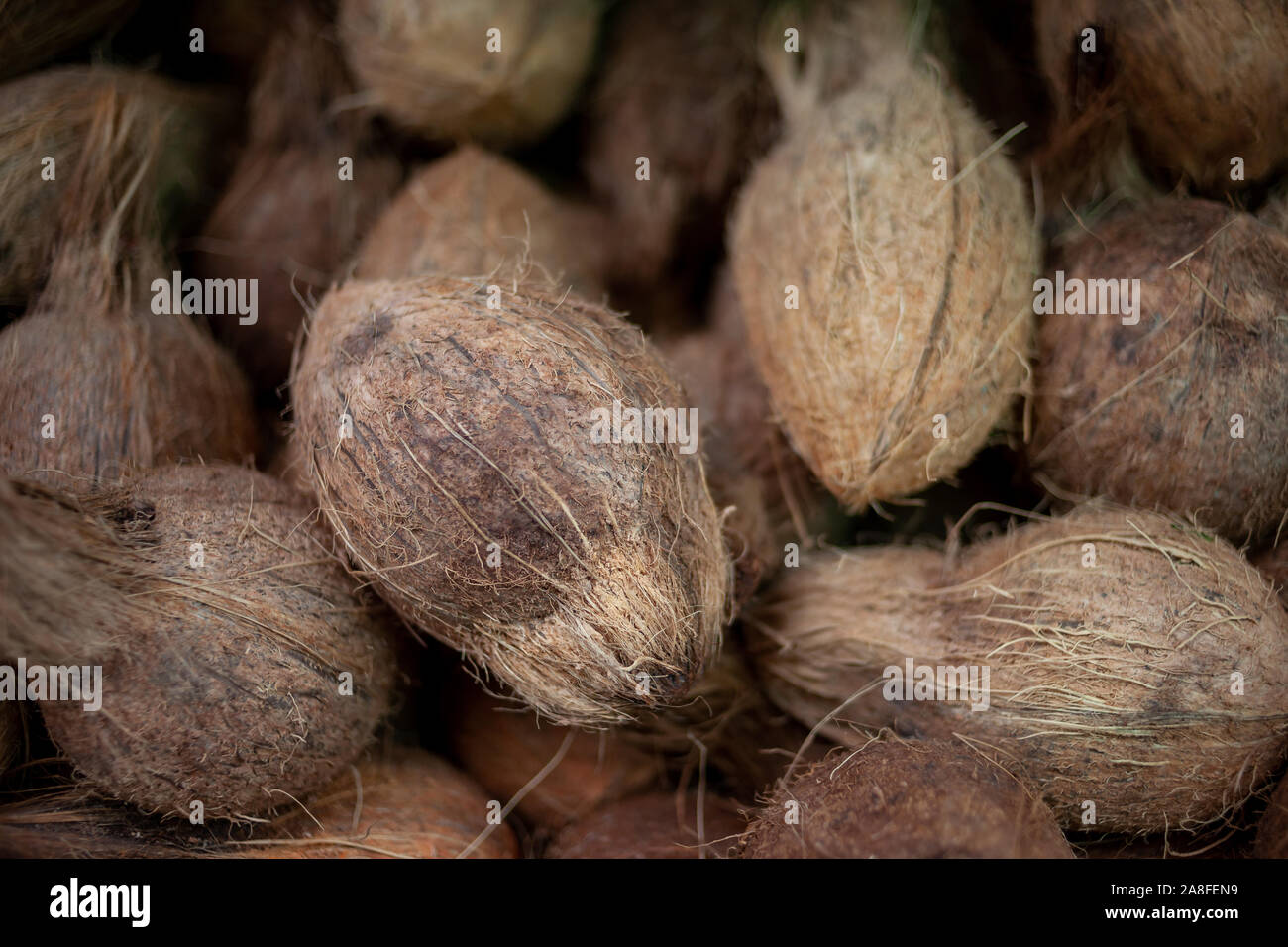 A pile of coconuts. Nicely displayed at a market stand in Little India, Singapore. Stock Photo
