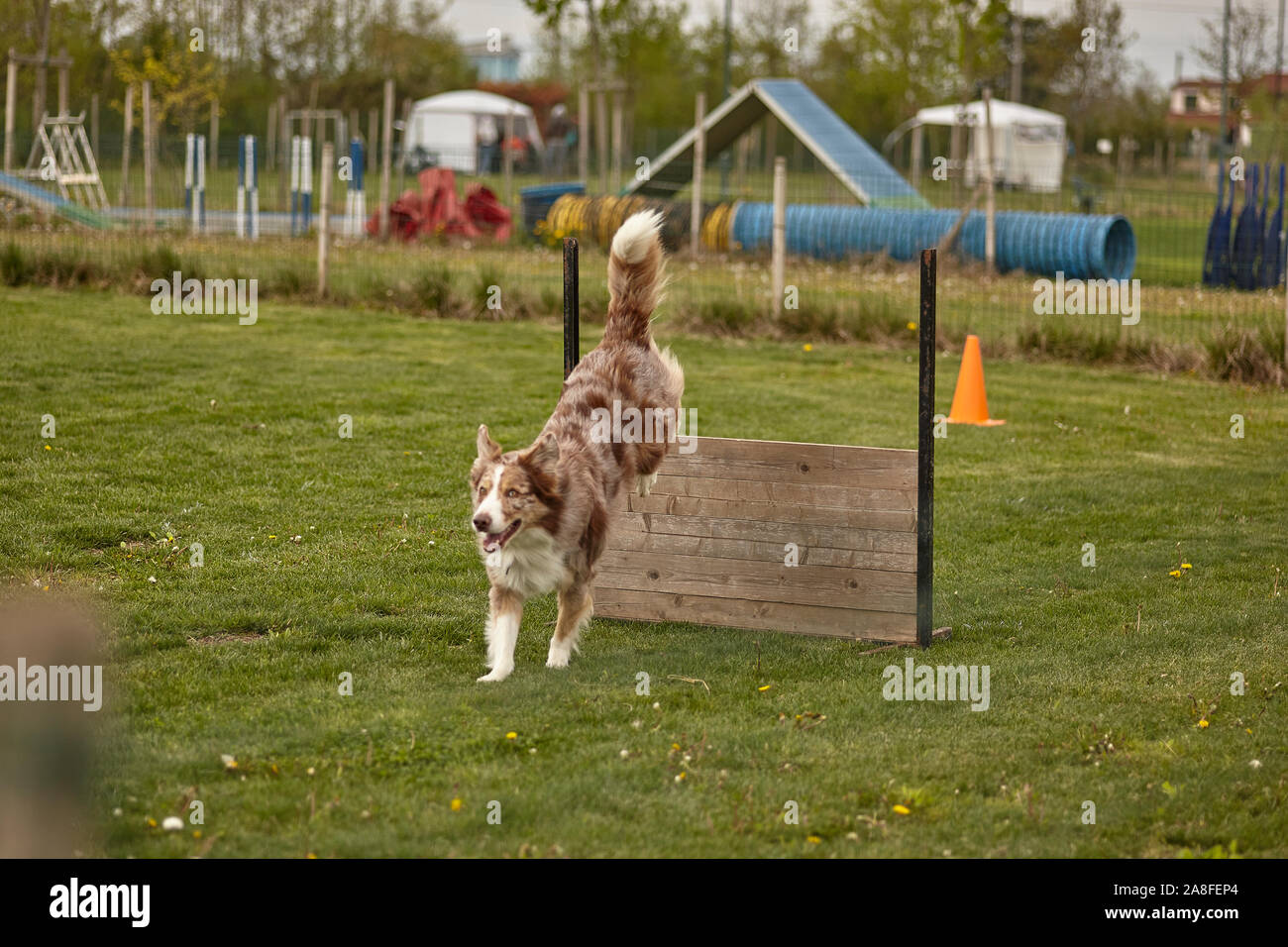 Dog jumps during a dog competition 2 Stock Photo Alamy