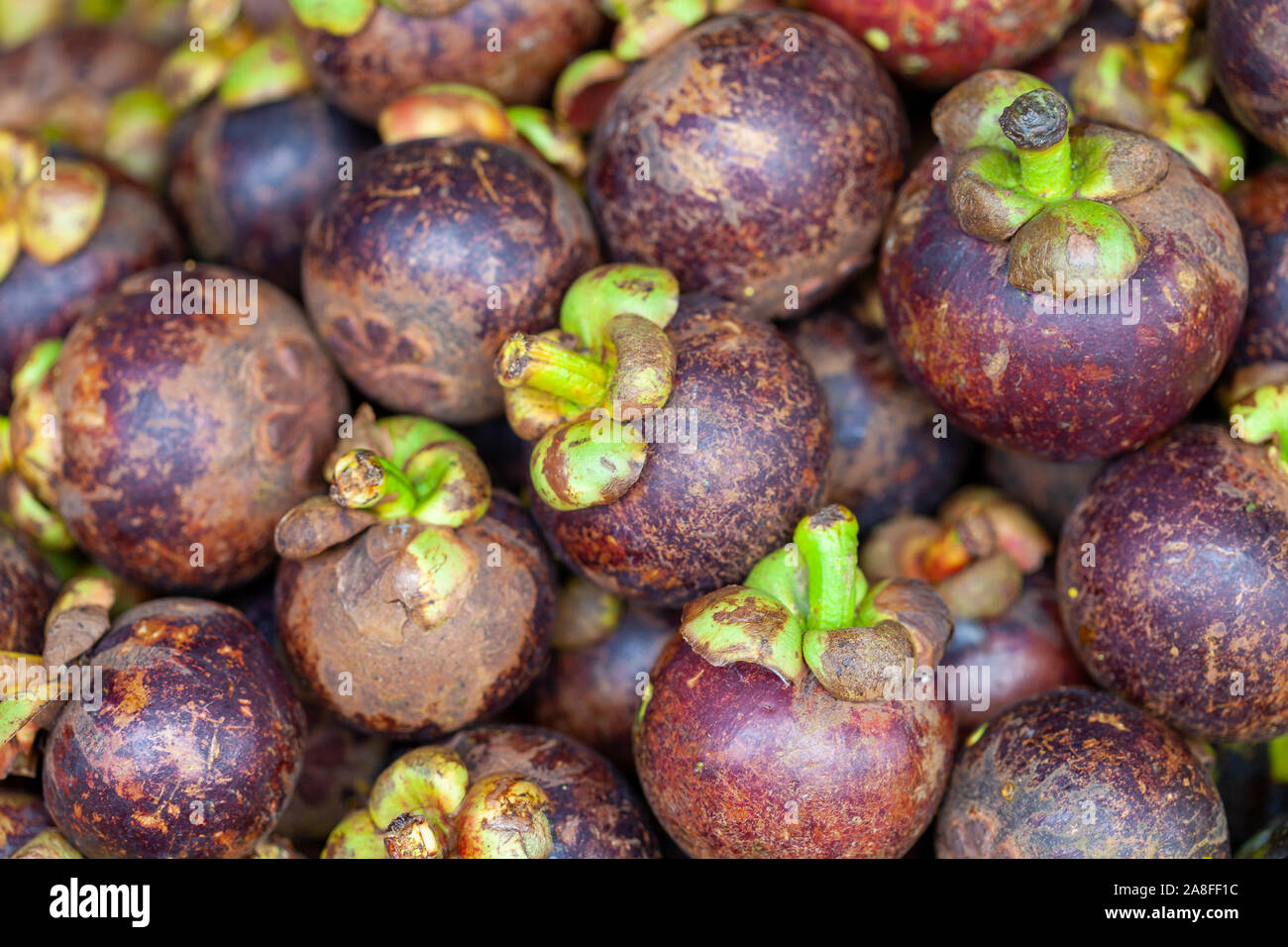 Pile of mangosteen, the queen of fruits. Those fruits are found all over South East Asia and are juicy and delicious. Stock Photo
