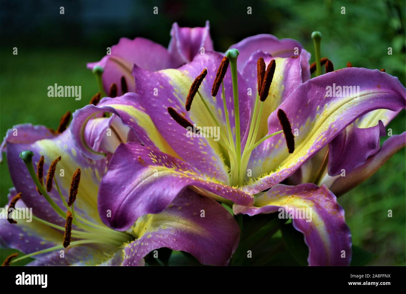 Day lilies of different colours Stock Photo Alamy
