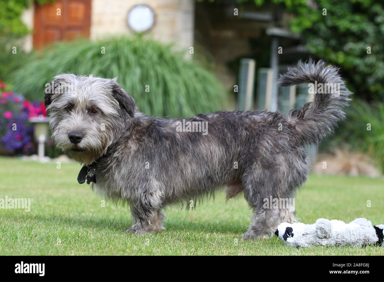 Wicklow Terrier High Resolution Stock Photography and Images - Alamy
