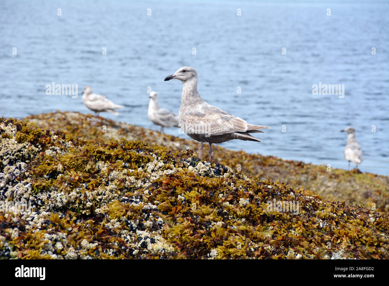 A group of seagulls on the shore of the Pacific Ocean in the Great Bear Rainforest, near Bella Bella, British Columbia, Canada. Stock Photo