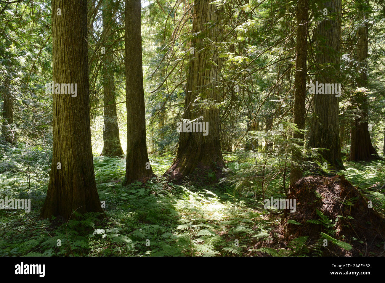 A stand of old growth Western Red Cedar trees in the interior temperate rainforest at Kokanee Creek, West Kootenays, British Columbia, Canada. Stock Photo