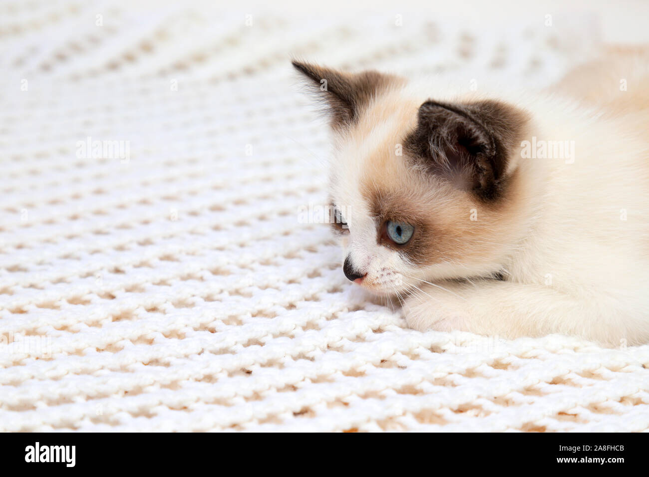 A Cute White And Brown Kitten A British Shorthair Lies On A Lace