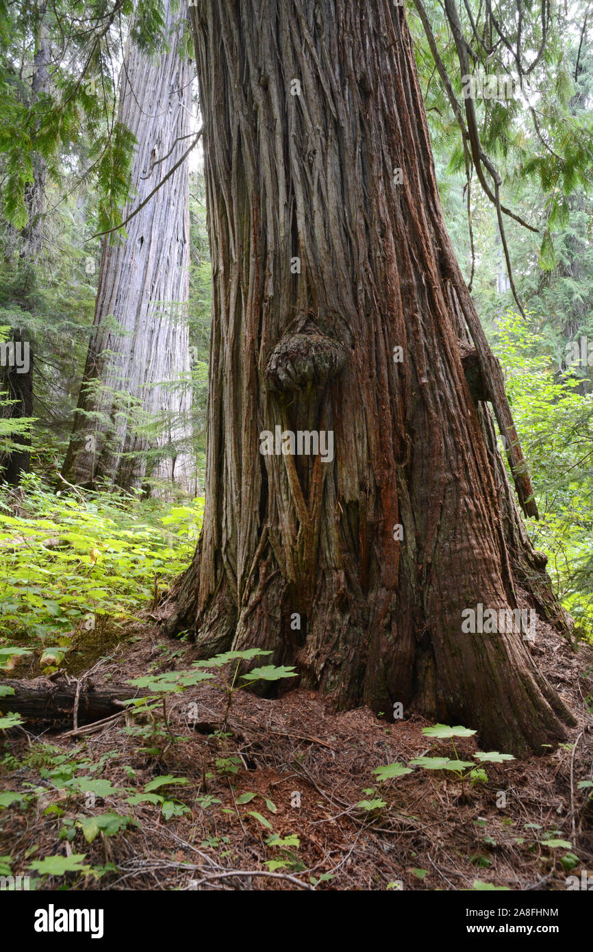 The burled trunk of a giant old growth Western Red Cedar tree in the interior temperate rainforest of the Kootenay region of British Columbia, Canada. Stock Photo