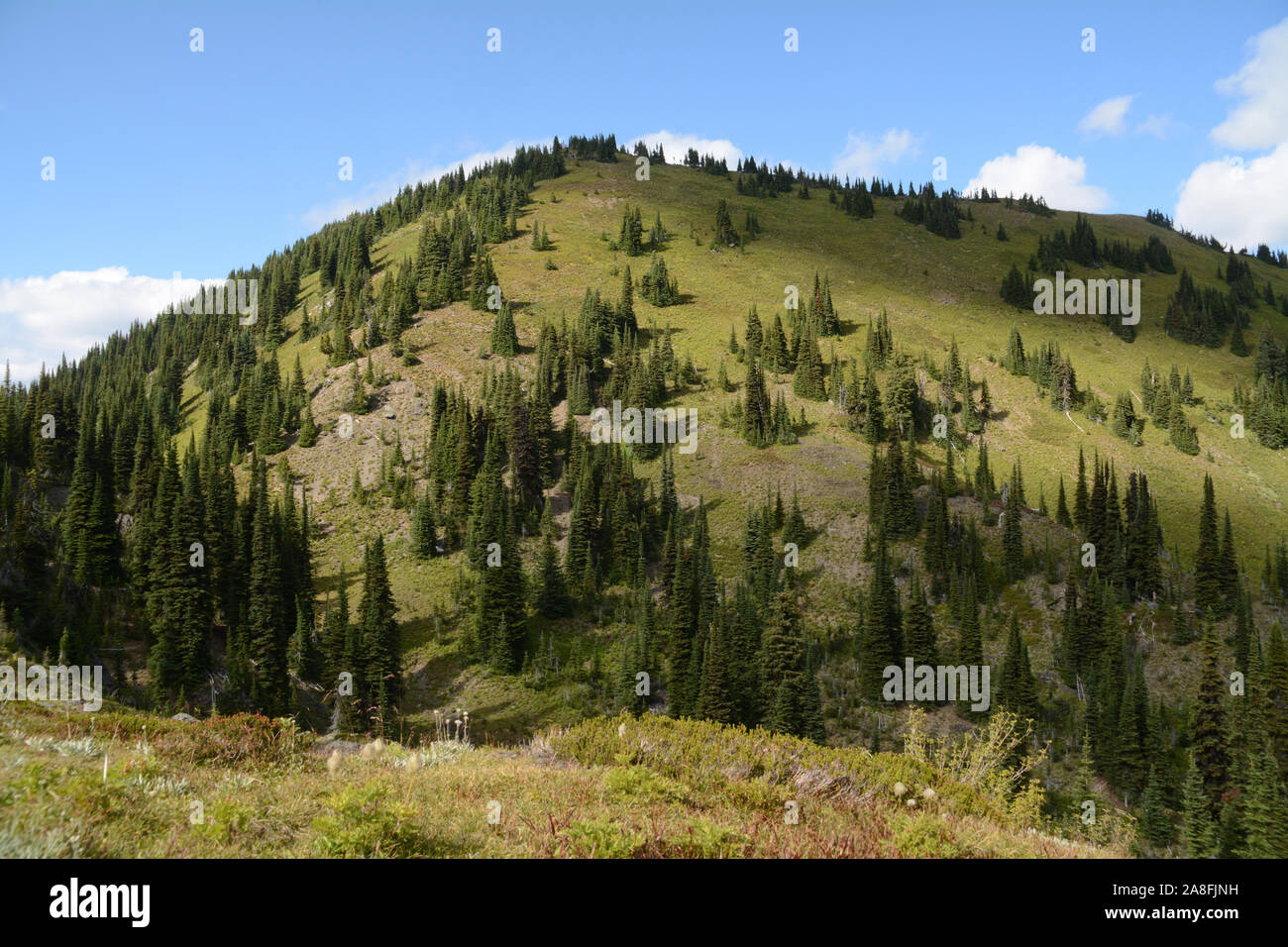 A ridge in a subalpine meadow near the mountains of Goat Range