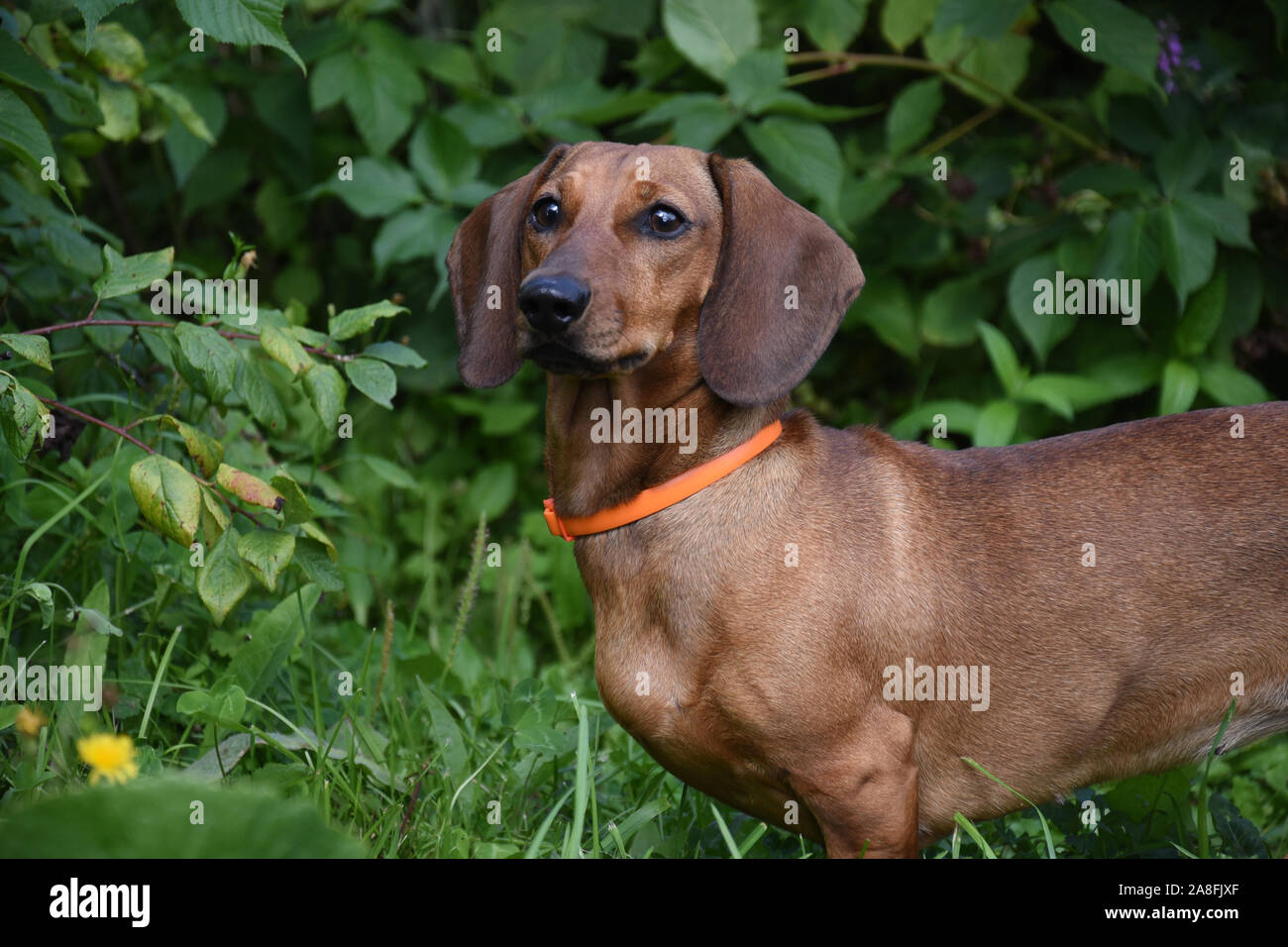 Dachshund in nature with orange collar Stock Photo