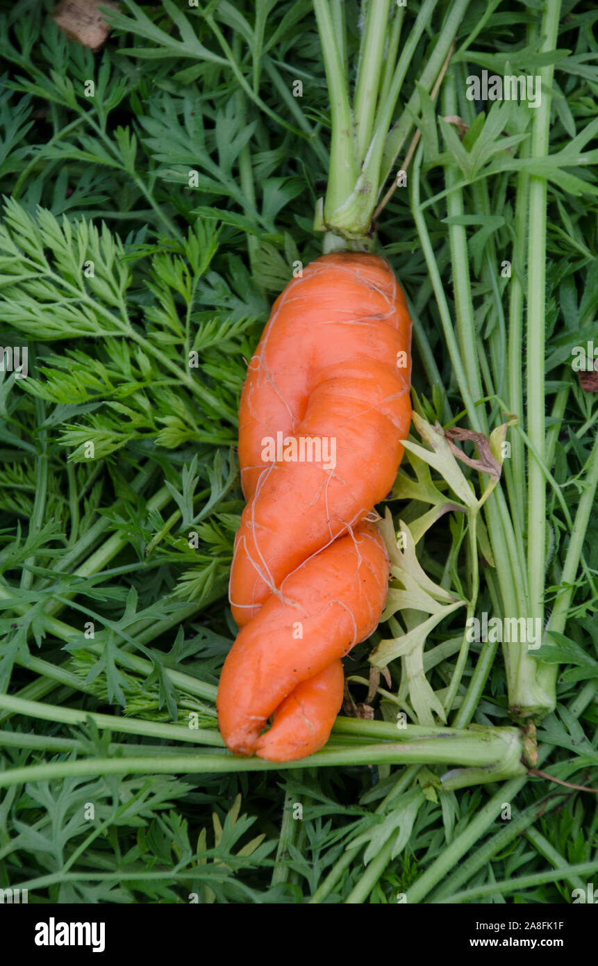 Misfit lovely carrot intertwined on carrot greens harvested from the community Garden, Maine, USA Stock Photo