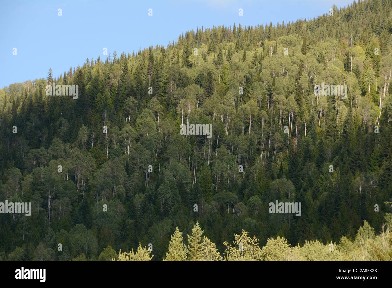 A mixed deciduous and coniferous temperate rainforest in the Selkirk Mountains in the Kootenays region of southeastern British Columbia, Canada. Stock Photo