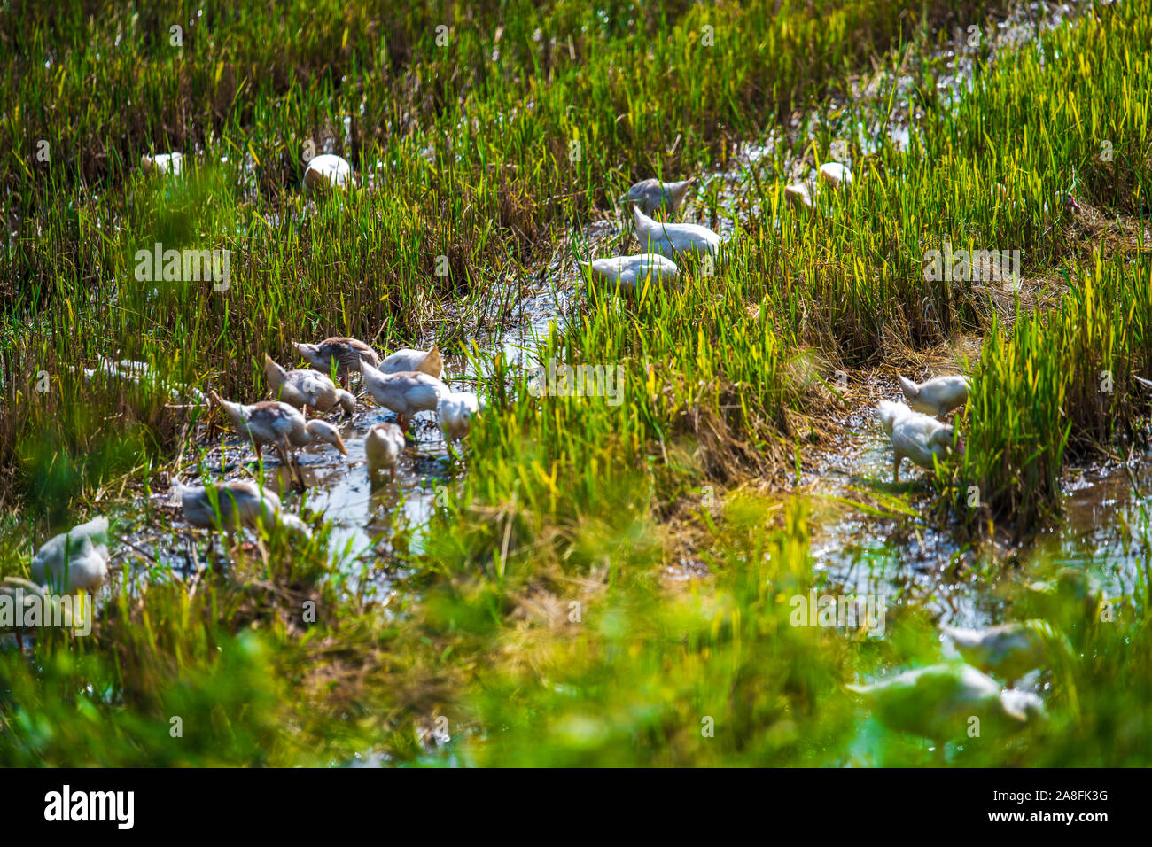 Close up of ducks in Harvested Rice Fields and limestone mountains in the small village of Tam Coc, Northern Vietnam Stock Photo