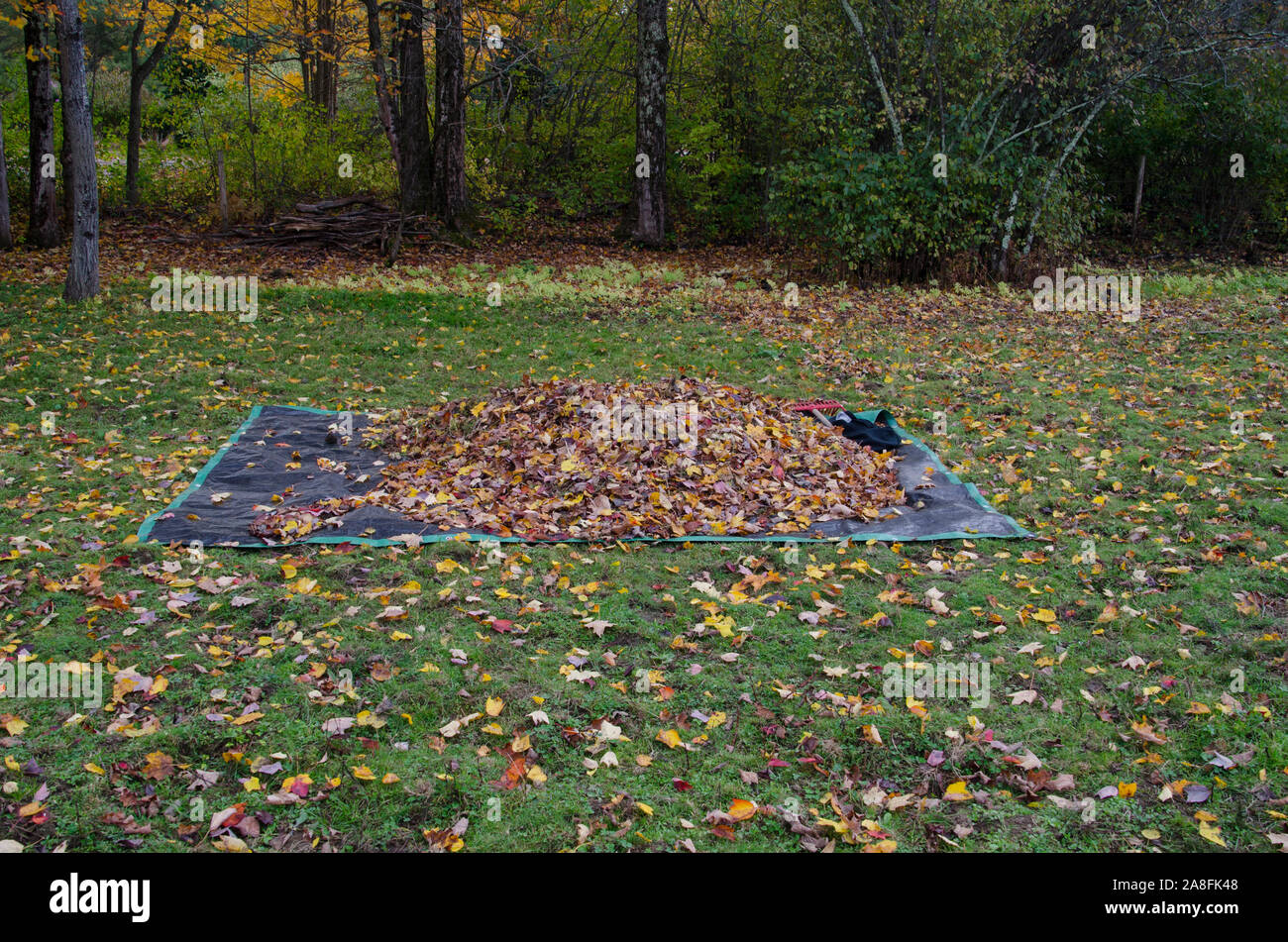 Pile of leaves raked onto ground cover or canvas for all clean up, Fall in Maine, USA Stock Photo
