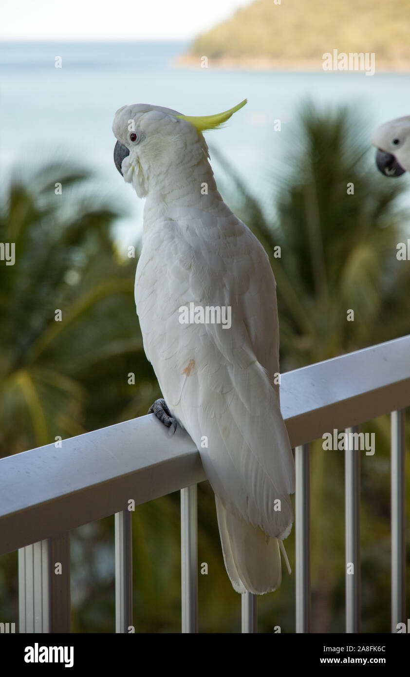 Yellow crested Cockatoo in tropical setting Stock Photo