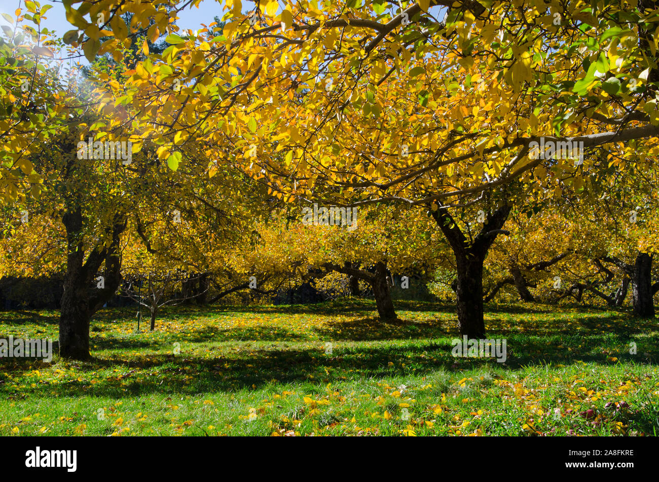 Hansels apple orchard in fall, North Yarmouth Maine, USA Stock Photo