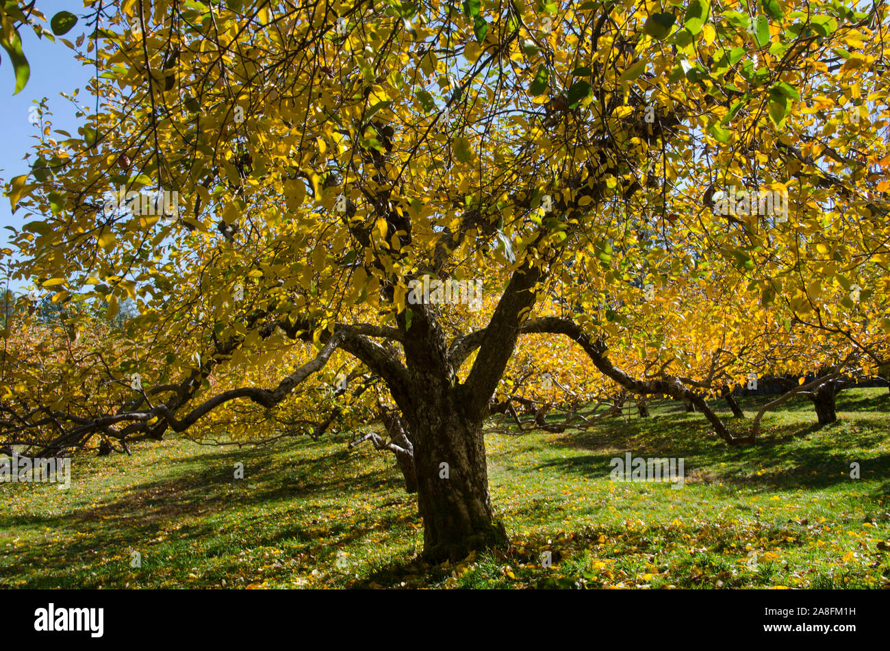 Apple tree in fall light, Hansels Orchard, North Yarmouth Maine, USA Stock Photo
