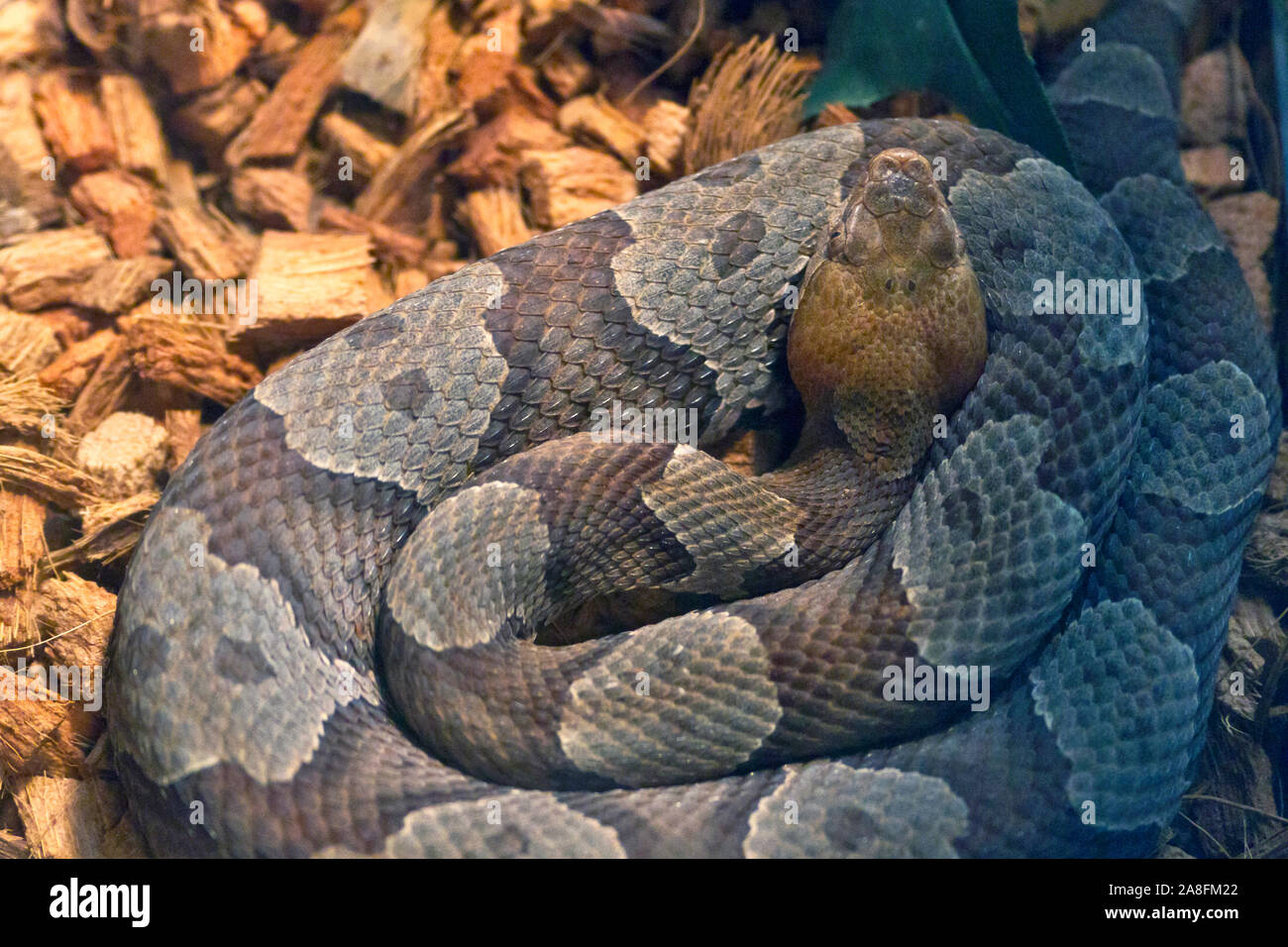 A venemous Timber Rattlesnake lies colied as it rests among some wood chips Stock Photo