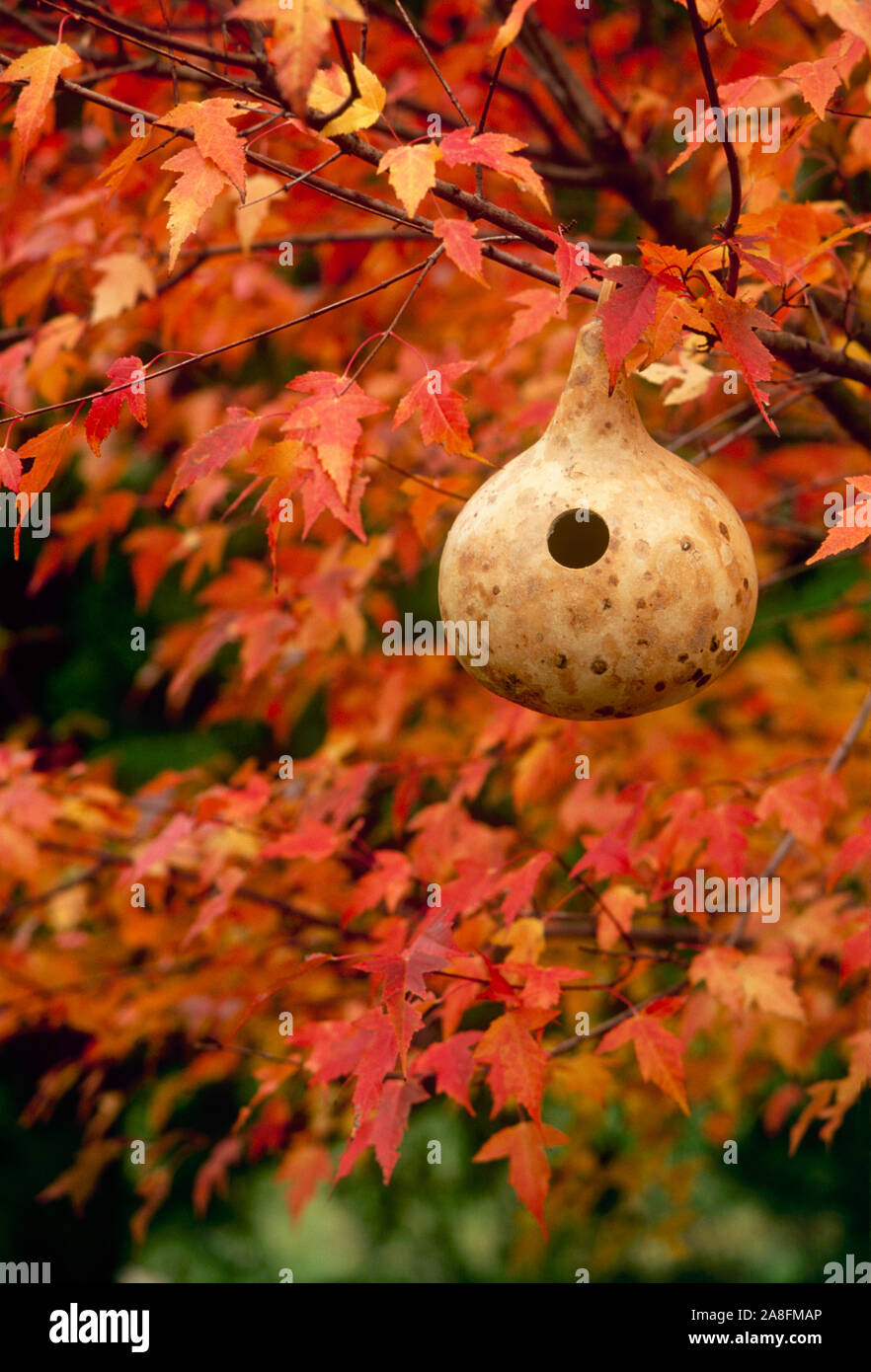 Natural gourd hollowed out for birdhouse hanging in a garden among gold-orange vivid maple tree foliage Missouri, USA Stock Photo