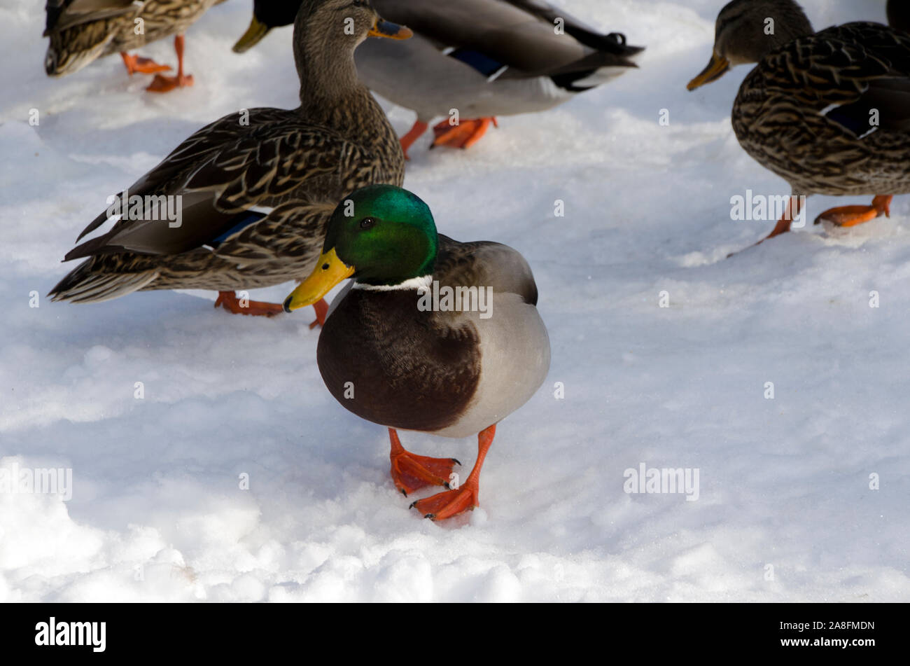 Male Mallard duck with a green head standing in snow walking towards viewer with bright orange feet, Royal River Yarmouth, Maine, USA Stock Photo