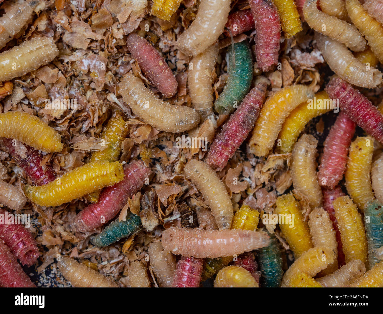 Colorful bugs. Larvae of flies. Fishing bait.  Lots of live, busy colorful worms. Top view. Stock Photo