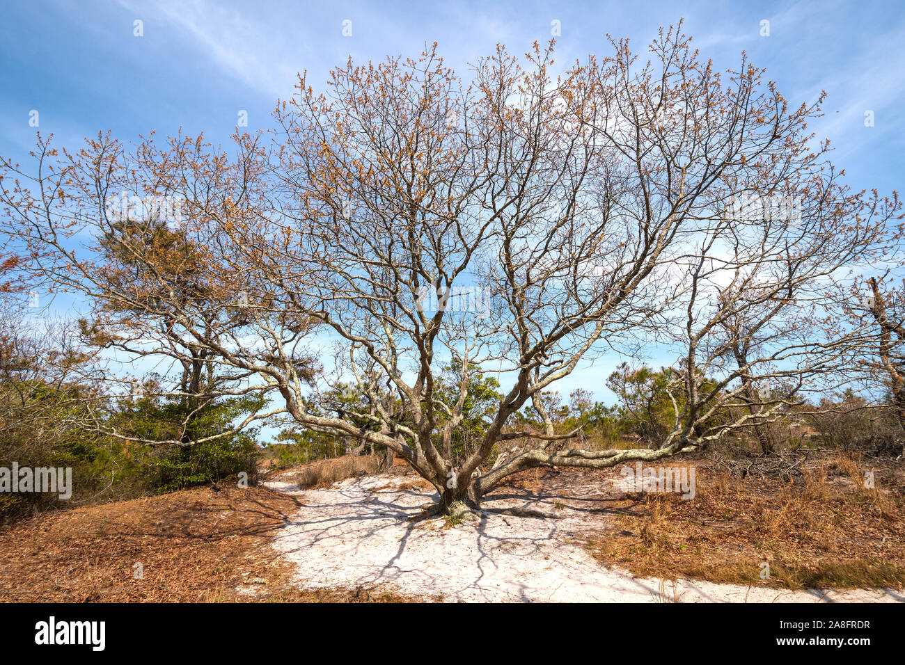 Expansive Live Oak on a Barrier Island in Assateague Island National