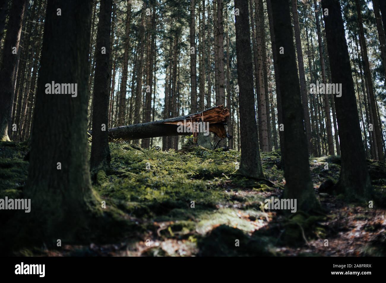broken tree in a pine tree forest Stock Photo