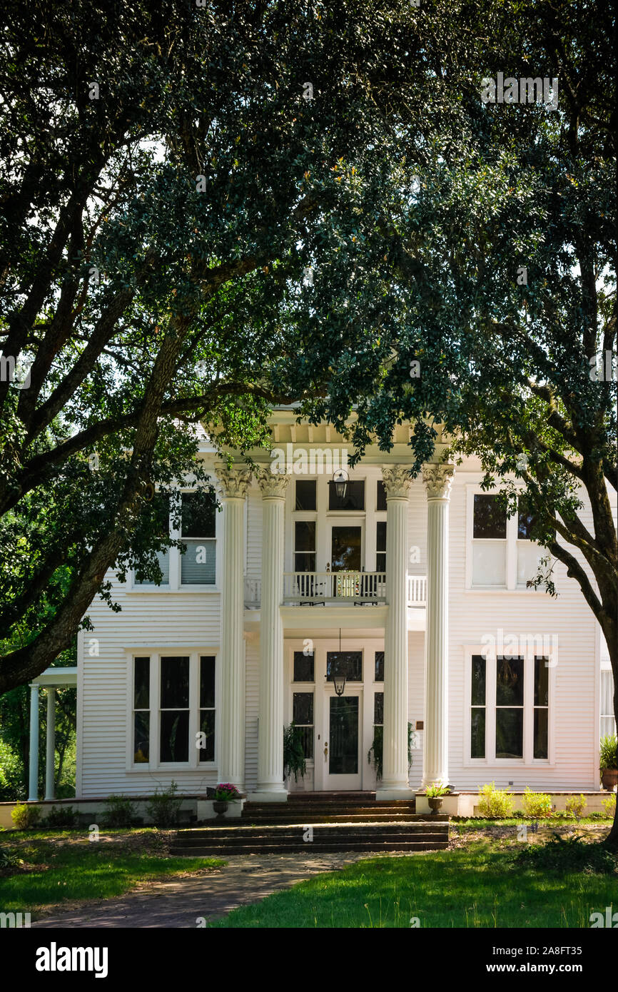 An Antebellum style house in neoclassical design highlighted by Corinthian columns and large oak trees creating a canopy entrance in Hattiesburg, MS, Stock Photo