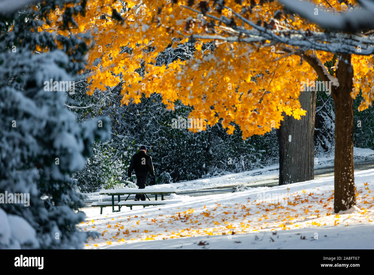 London, Canada - November 8, 2019. With most trees still full of leaves, Londoners walk through Springbank Park after an early snow fall. Stock Photo
