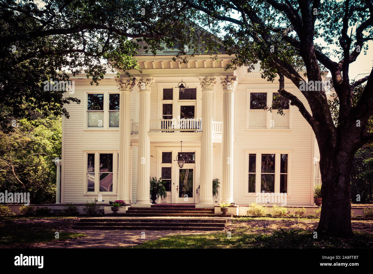 An Antebellum style house in neoclassical design highlighted by Corinthian columns and large oak trees creating a canopy entrance in Hattiesburg, MS, Stock Photo