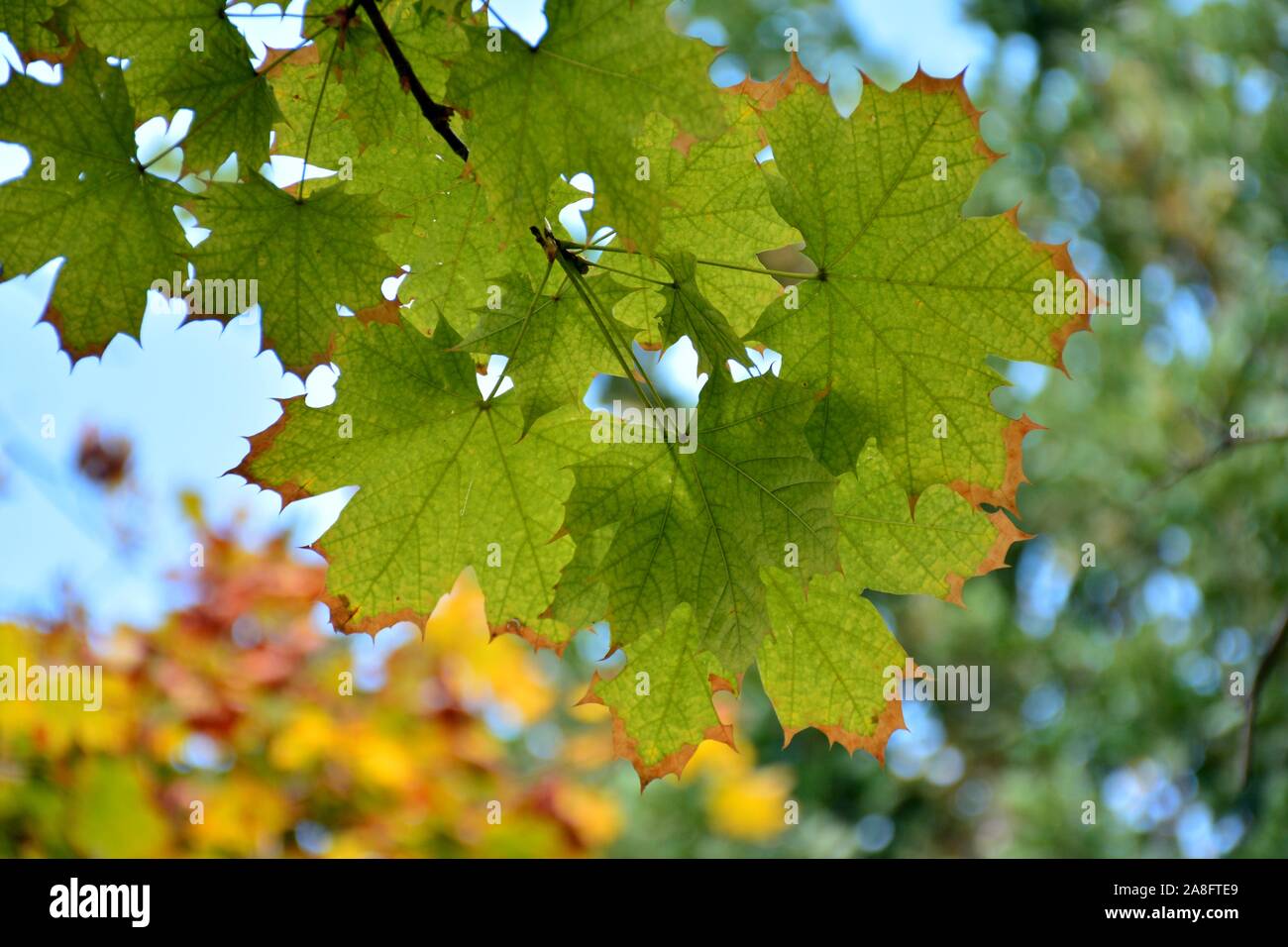 Maple leaves, still on their branches, changing color, in autumn Stock Photo