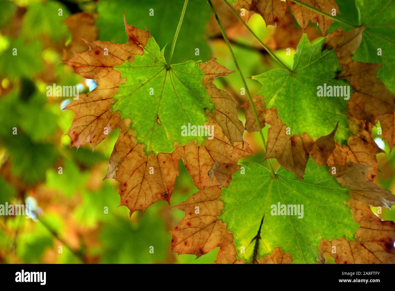 Maple leaves, still on their branches, changing color, in autumn Stock Photo