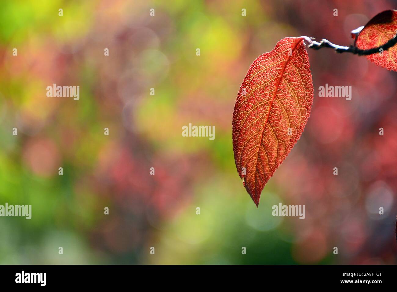 Hojas de ciruelo rojo en otoño Stock Photo