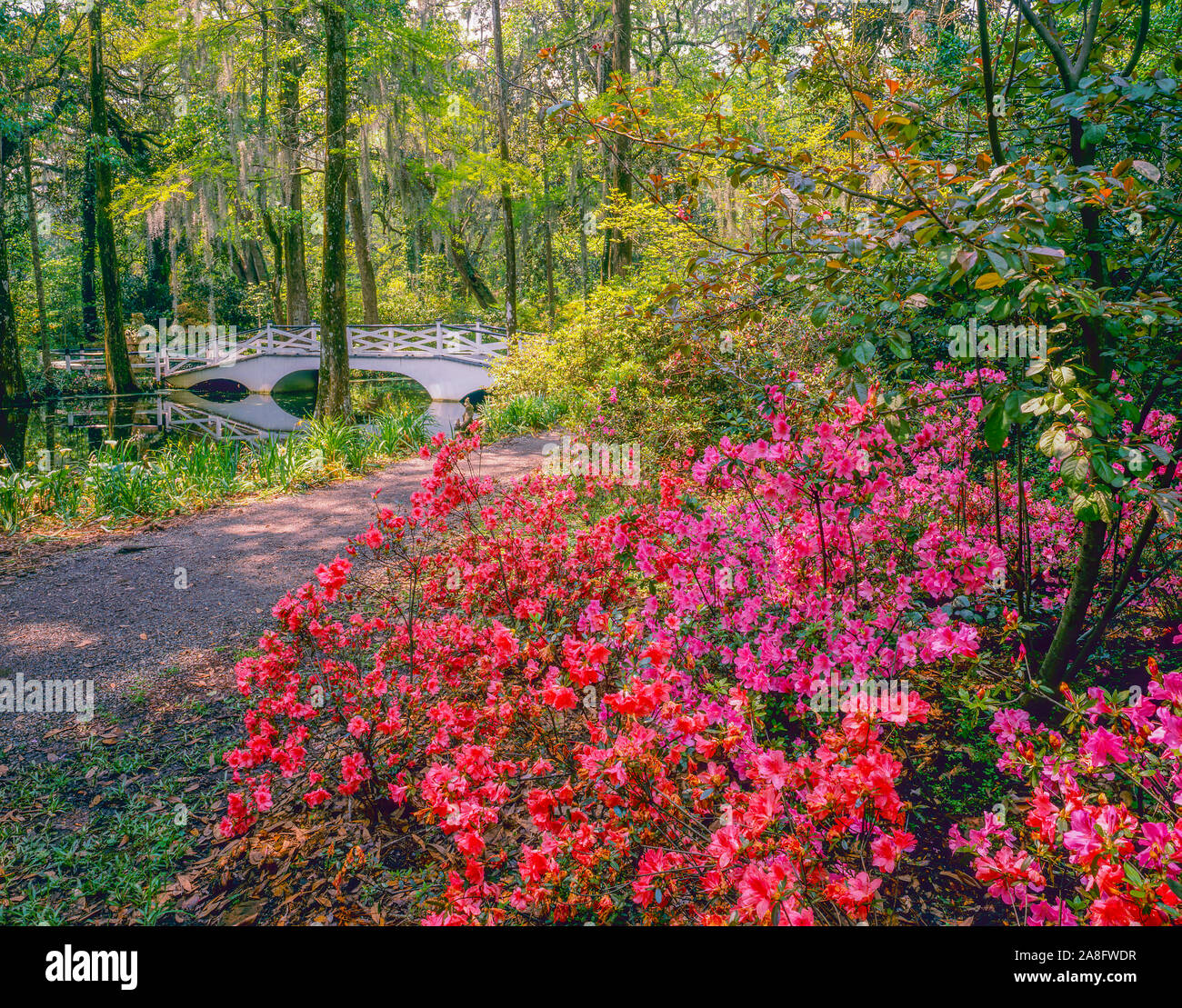 Magnolia Garden, Ashley River, South Carolina, Near Charleston Stock Photo