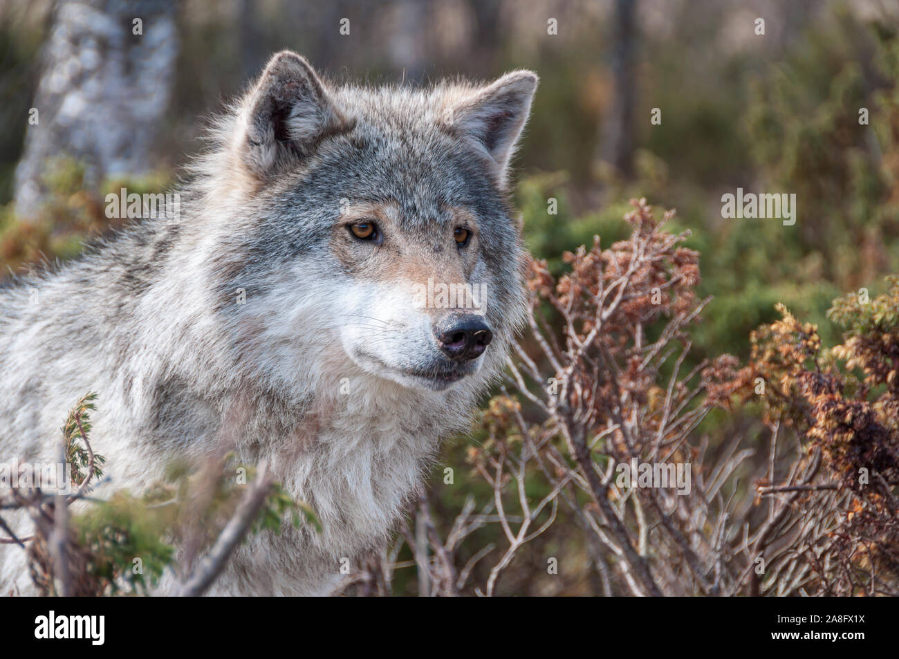 Closeup of Norwegian wolf Stock Photo Alamy