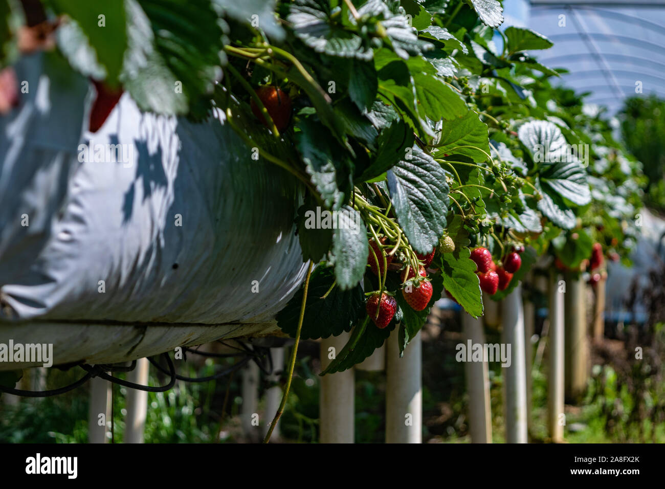 Organic Strawberry agricultural Greenhouse with hydroponic shelving
