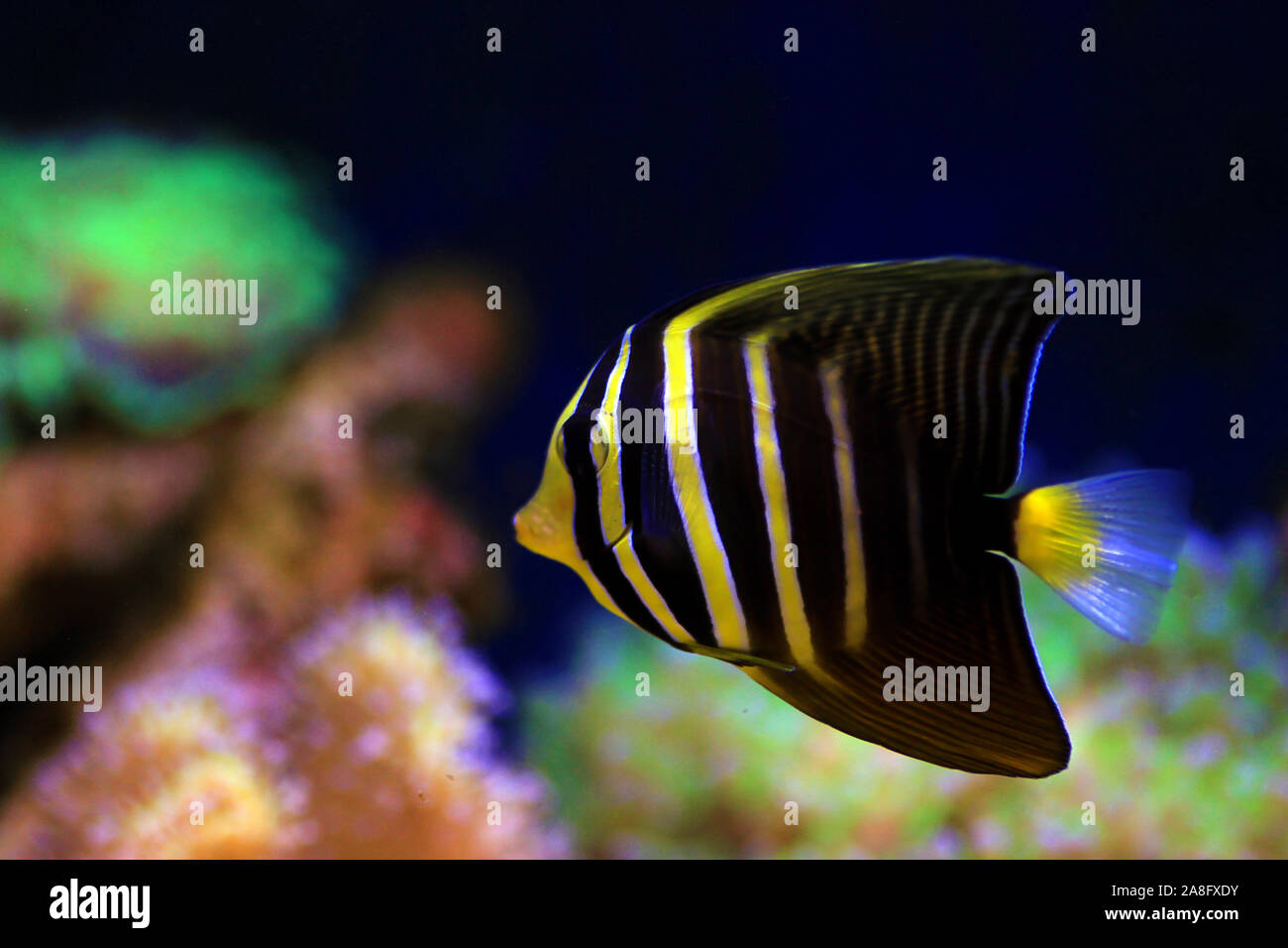 Sailfin Tang Fish - (Zebrasoma veliferum) Stock Photo